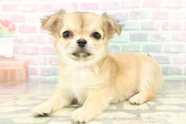 東京都のチワワ(ロング) (Coo&RIKU足立本店/2025年12月11日生まれ/女の子/フォーン)の子犬の2枚目の画像