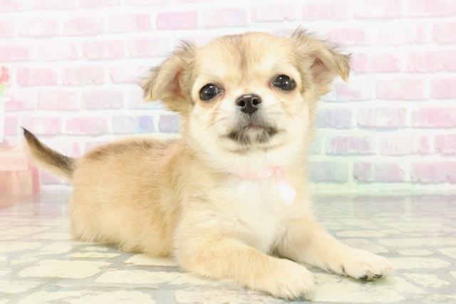 東京都のチワワ(ロング) (Coo&RIKU足立本店/2025年12月11日生まれ/女の子/フォーン)の子犬の3枚目の画像