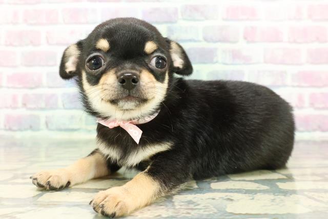 千葉県のチワワ(スムース) (Coo&RIKU東船橋店/2025年12月11日生まれ/女の子/ブラックタンホワイト)の子犬の2枚目の画像