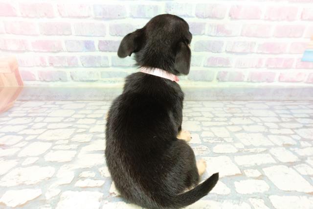 千葉県のチワワ(スムース) (Coo&RIKU東船橋店/2025年12月11日生まれ/女の子/ブラックタンホワイト)の子犬の4枚目の画像