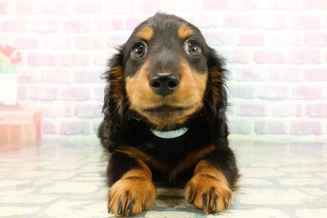 東京都のミニチュアダックスフンド(ロング) (Coo&RIKU江戸川店/2025年12月12日生まれ/男の子/ブラックタン)の子犬の1枚目の画像