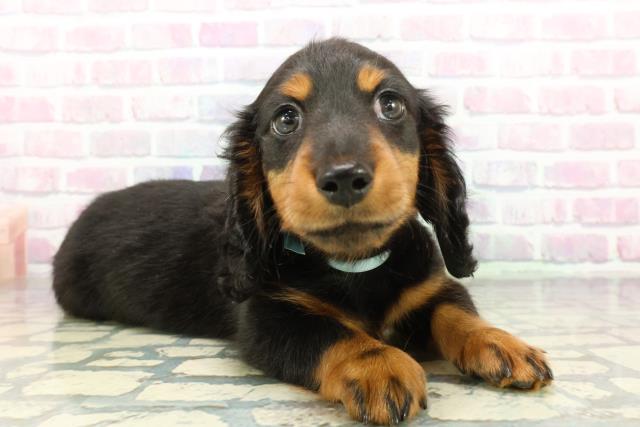 東京都のミニチュアダックスフンド(ロング) (Coo&RIKU江戸川店/2025年12月12日生まれ/男の子/ブラックタン)の子犬の3枚目の画像