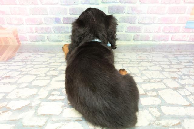 東京都のミニチュアダックスフンド(ロング) (Coo&RIKU江戸川店/2025年12月12日生まれ/男の子/ブラックタン)の子犬の4枚目の画像