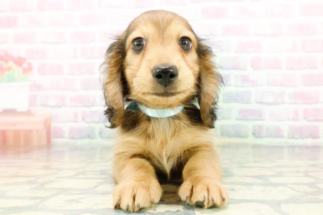 東京都のミニチュアダックスフンド(ロング) (Coo&RIKU足立本店/2025年12月12日生まれ/男の子/シェーデットレッド)の子犬