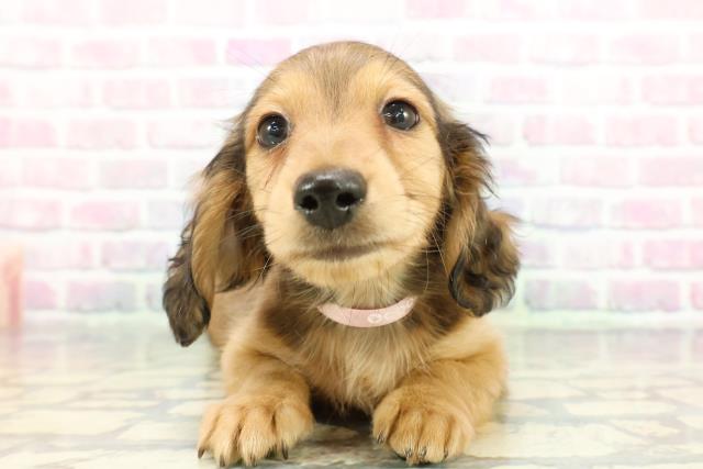 埼玉県のミニチュアダックスフンド(ロング) (Coo&RIKU草加バイパス店/2025年12月12日生まれ/女の子/シェーデットレッド)の子犬の1枚目の画像