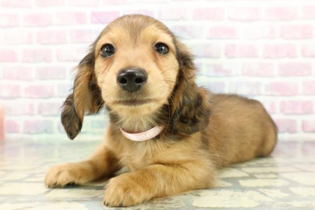 埼玉県のミニチュアダックスフンド(ロング) (Coo&RIKU草加バイパス店/2025年12月12日生まれ/女の子/シェーデットレッド)の子犬の2枚目の画像