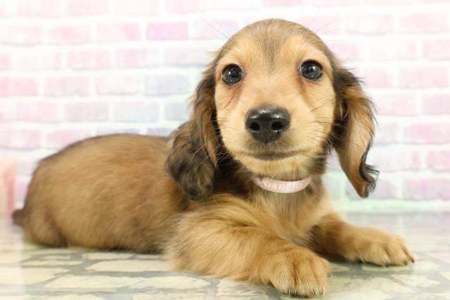 埼玉県のミニチュアダックスフンド(ロング) (Coo&RIKU草加バイパス店/2025年12月12日生まれ/女の子/シェーデットレッド)の子犬の3枚目の画像