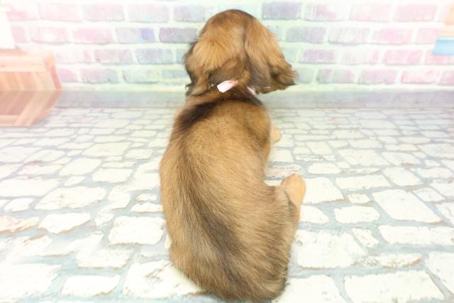 埼玉県のミニチュアダックスフンド(ロング) (Coo&RIKU草加バイパス店/2025年12月12日生まれ/女の子/シェーデットレッド)の子犬の4枚目の画像