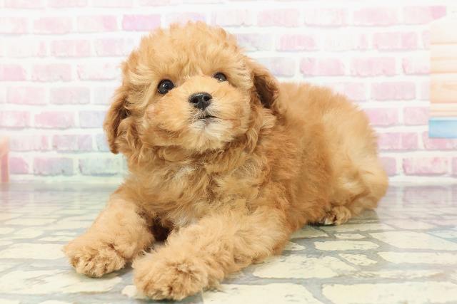 静岡県のトイプードル(トイ) (Coo&RIKU沼津店/2025年12月12日生まれ/男の子/レッド)の子犬の2枚目の画像