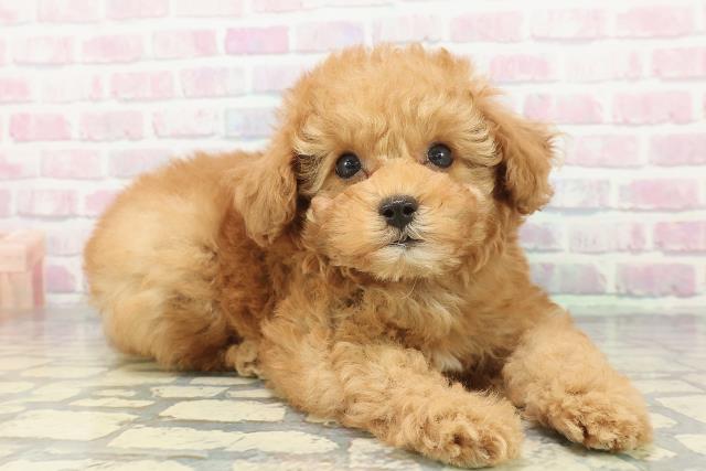 静岡県のトイプードル(トイ) (Coo&RIKU沼津店/2025年12月12日生まれ/男の子/レッド)の子犬の3枚目の画像