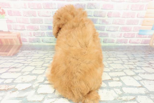 静岡県のトイプードル(トイ) (Coo&RIKU沼津店/2025年12月12日生まれ/男の子/レッド)の子犬の4枚目の画像