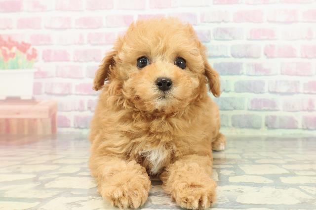 栃木県のトイプードル(トイ) (Coo&RIKU宇都宮店/2025年12月12日生まれ/女の子/レッド)の子犬