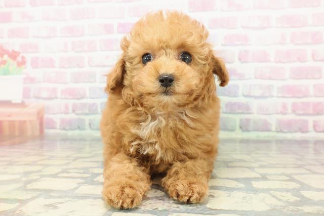 栃木県のトイプードル(トイ) (Coo&RIKUFKDインターパーク店/2025年12月12日生まれ/女の子/レッド)の子犬