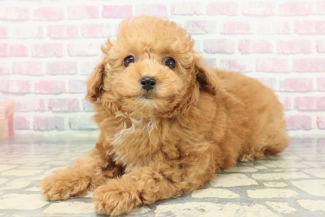 栃木県のトイプードル(トイ) (Coo&RIKUFKDインターパーク店/2025年12月12日生まれ/女の子/レッド)の子犬の2枚目の画像