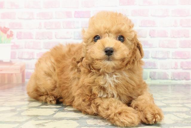 栃木県のトイプードル(トイ) (Coo&RIKUFKDインターパーク店/2025年12月12日生まれ/女の子/レッド)の子犬の3枚目の画像