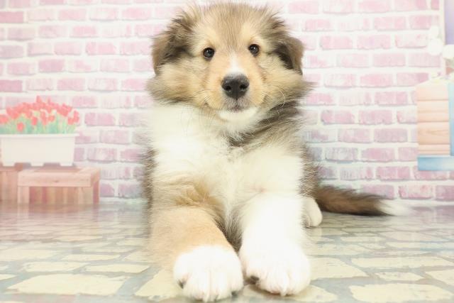 新潟県のシェットランドシープドッグ (Coo&RIKU新潟西店/2025年12月13日生まれ/男の子/セーブルホワイト)の子犬の1枚目の画像