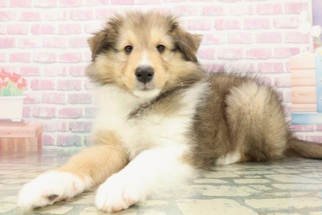 新潟県のシェットランドシープドッグ (Coo&RIKU新潟西店/2025年12月13日生まれ/男の子/セーブルホワイト)の子犬の2枚目の画像