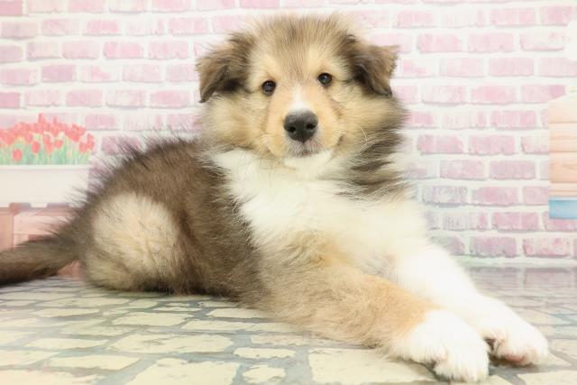 新潟県のシェットランドシープドッグ (Coo&RIKU新潟西店/2025年12月13日生まれ/男の子/セーブルホワイト)の子犬の3枚目の画像