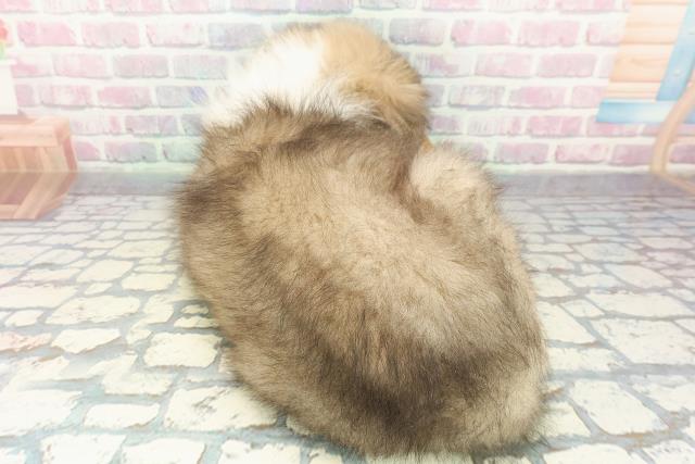 新潟県のシェットランドシープドッグ (Coo&RIKU新潟西店/2025年12月13日生まれ/男の子/セーブルホワイト)の子犬の4枚目の画像