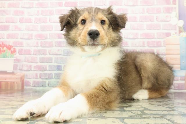 千葉県のシェットランドシープドッグ (Coo&RIKU東船橋店/2025年12月13日生まれ/男の子/セーブルホワイト)の子犬の2枚目の画像