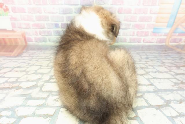 千葉県のシェットランドシープドッグ (Coo&RIKU東船橋店/2025年12月13日生まれ/男の子/セーブルホワイト)の子犬の4枚目の画像