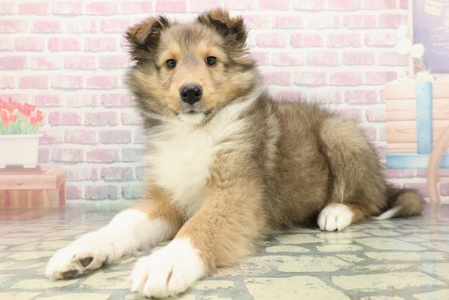 栃木県のシェットランドシープドッグ (Coo&RIKUFKDインターパーク店/2025年12月13日生まれ/女の子/セーブルホワイト)の子犬の2枚目の画像