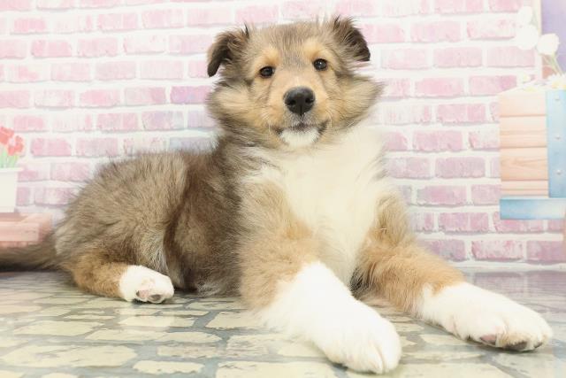 栃木県のシェットランドシープドッグ (Coo&RIKUFKDインターパーク店/2025年12月13日生まれ/女の子/セーブルホワイト)の子犬の3枚目の画像