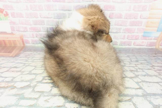 栃木県のシェットランドシープドッグ (Coo&RIKUFKDインターパーク店/2025年12月13日生まれ/女の子/セーブルホワイト)の子犬の4枚目の画像