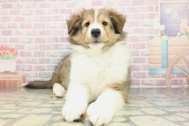 東京都のシェットランドシープドッグ (Coo&RIKU足立本店/2025年12月13日生まれ/女の子/セーブルホワイト)の子犬の1枚目の画像