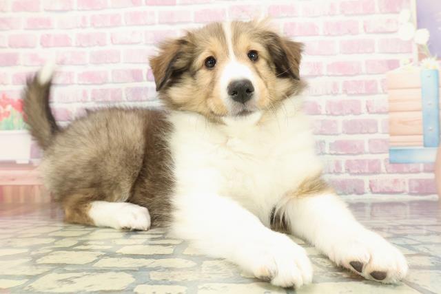 東京都のシェットランドシープドッグ (Coo&RIKU足立本店/2025年12月13日生まれ/女の子/セーブルホワイト)の子犬の3枚目の画像