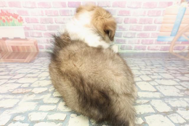 東京都のシェットランドシープドッグ (Coo&RIKU足立本店/2025年12月13日生まれ/女の子/セーブルホワイト)の子犬の4枚目の画像