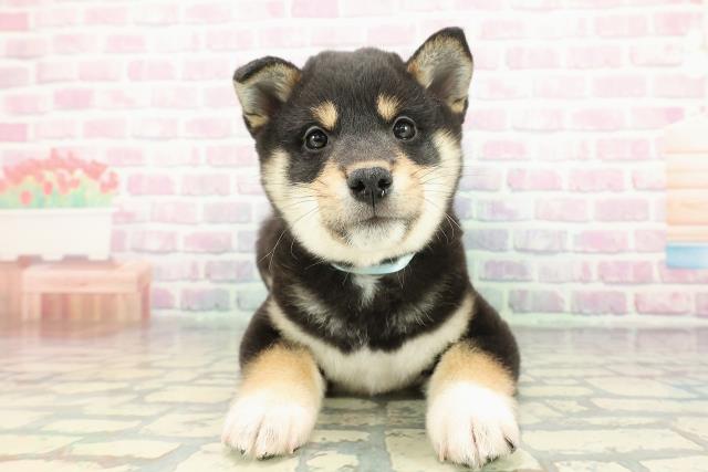 埼玉県の柴犬(標準サイズ) (Coo&RIKU春日部店/2025年12月13日生まれ/男の子/黒)の子犬