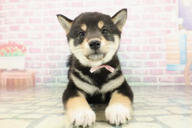 東京都の柴犬(標準サイズ) (Coo&RIKU八王子西店/2025年12月13日生まれ/女の子/黒)の子犬の1枚目の画像