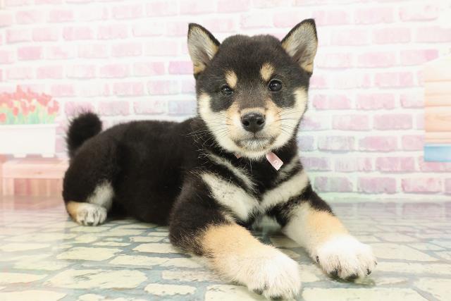 東京都の柴犬(標準サイズ) (Coo&RIKU八王子西店/2025年12月13日生まれ/女の子/黒)の子犬の3枚目の画像