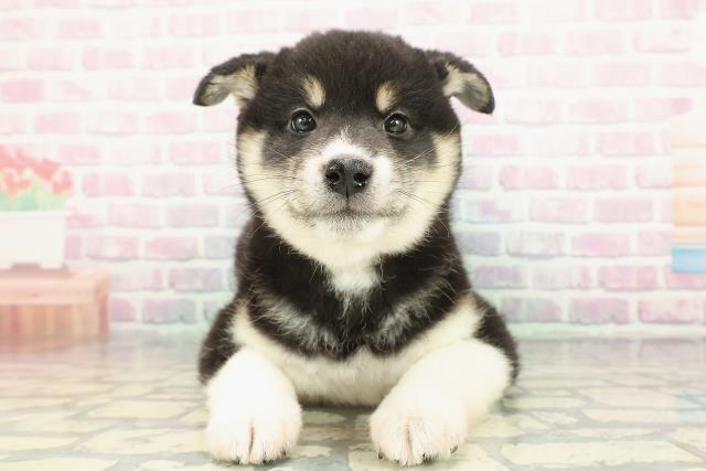 千葉県の柴犬(標準サイズ) (Coo&RIKU若葉都賀店/2025年12月13日生まれ/女の子/黒)の子犬