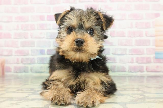 新潟県のヨークシャーテリア (Coo&RIKU新潟西店/2025年12月14日生まれ/男の子/スチールブルータン)の子犬