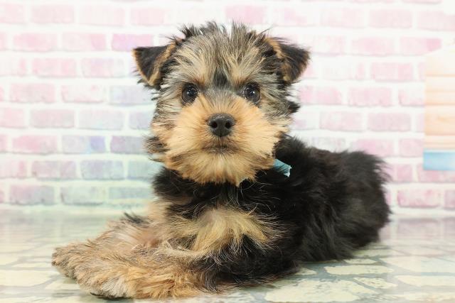 新潟県のヨークシャーテリア (Coo&RIKU新潟西店/2025年12月14日生まれ/男の子/スチールブルータン)の子犬の2枚目の画像