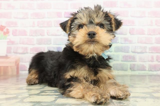 新潟県のヨークシャーテリア (Coo&RIKU新潟西店/2025年12月14日生まれ/男の子/スチールブルータン)の子犬の3枚目の画像