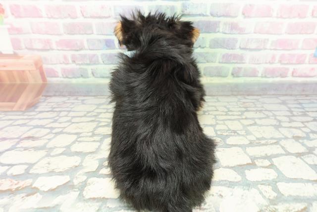 新潟県のヨークシャーテリア (Coo&RIKU新潟西店/2025年12月14日生まれ/男の子/スチールブルータン)の子犬の4枚目の画像