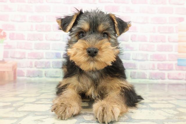 埼玉県のヨークシャーテリア (Coo&RIKU春日部店/2025年12月14日生まれ/男の子/スチールブルータン)の子犬の1枚目の画像