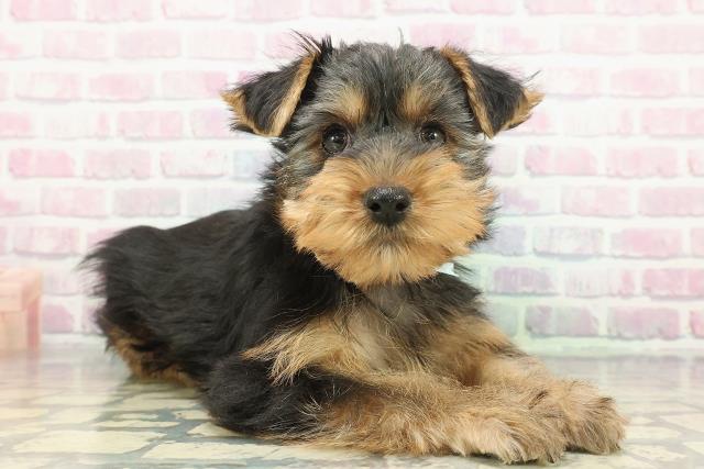 埼玉県のヨークシャーテリア (Coo&RIKU春日部店/2025年12月14日生まれ/男の子/スチールブルータン)の子犬の3枚目の画像