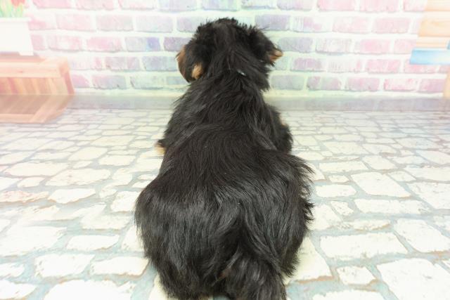 埼玉県のヨークシャーテリア (Coo&RIKU春日部店/2025年12月14日生まれ/男の子/スチールブルータン)の子犬の4枚目の画像