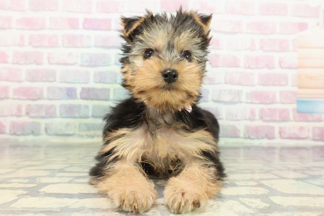 埼玉県のヨークシャーテリア (Coo&RIKU川越店/2025年12月14日生まれ/女の子/スチールブルータン)の子犬の1枚目の画像