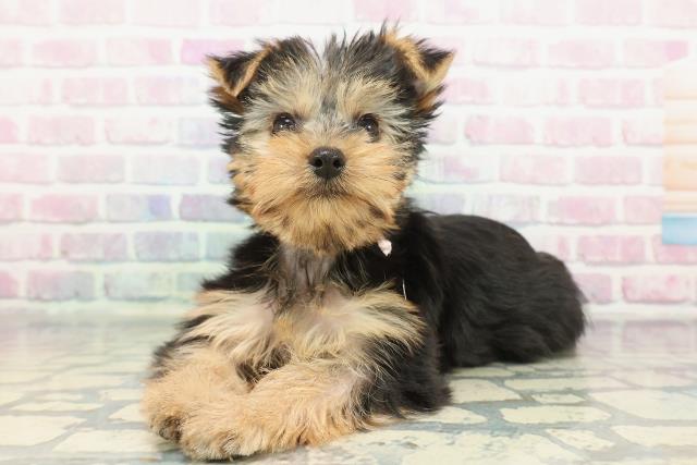 埼玉県のヨークシャーテリア (Coo&RIKU川越店/2025年12月14日生まれ/女の子/スチールブルータン)の子犬の2枚目の画像