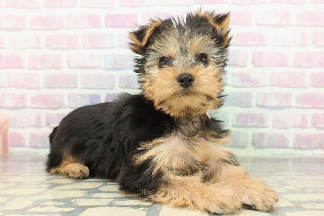 埼玉県のヨークシャーテリア (Coo&RIKU川越店/2025年12月14日生まれ/女の子/スチールブルータン)の子犬の3枚目の画像