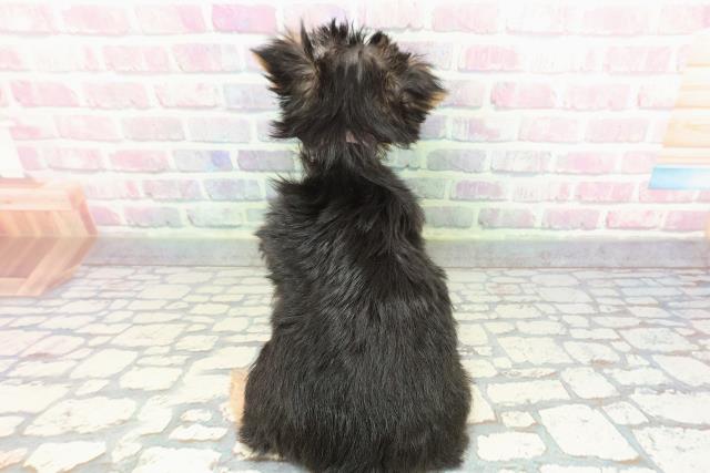 埼玉県のヨークシャーテリア (Coo&RIKU川越店/2025年12月14日生まれ/女の子/スチールブルータン)の子犬の4枚目の画像