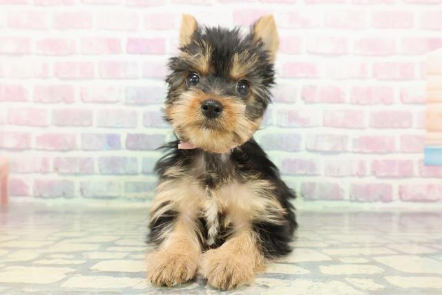 北海道のヨークシャーテリア (Coo&RIKU苫小牧店/2025年12月14日生まれ/女の子/スチールブルータン)の子犬の1枚目の画像