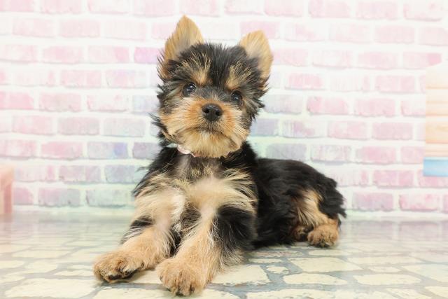 北海道のヨークシャーテリア (Coo&RIKU苫小牧店/2025年12月14日生まれ/女の子/スチールブルータン)の子犬の2枚目の画像