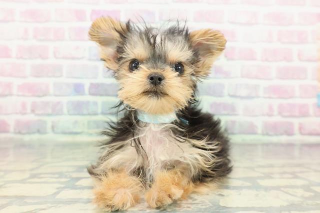 北海道のヨークシャーテリア (Coo&RIKU北見店/2025年11月14日生まれ/男の子/スチールブルータン)の子犬の1枚目の画像