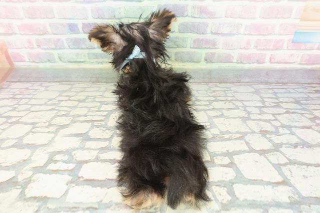 北海道のヨークシャーテリア (Coo&RIKU北見店/2025年11月14日生まれ/男の子/スチールブルータン)の子犬の4枚目の画像